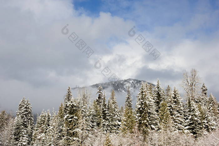 蓝色调山上的树摄影图