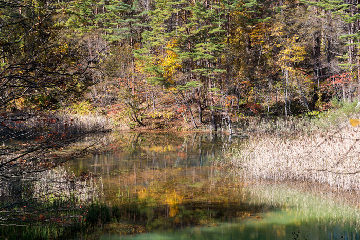 秋季凋落树木河边倒影枯草