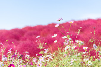 花海中的格桑花