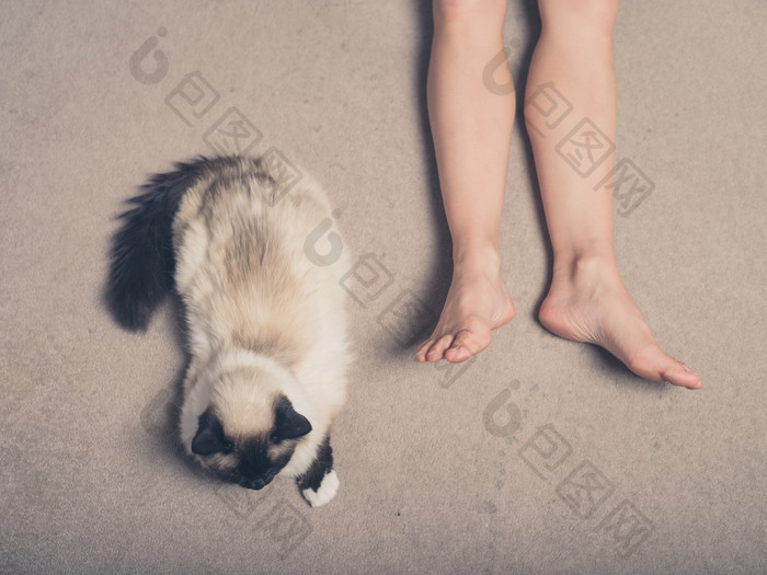 宠物猫趴在主人脚底