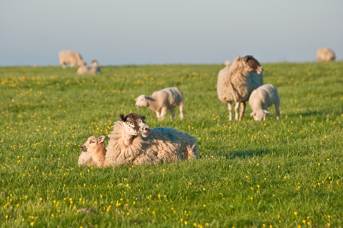 绿色在草地上的羊群摄影图