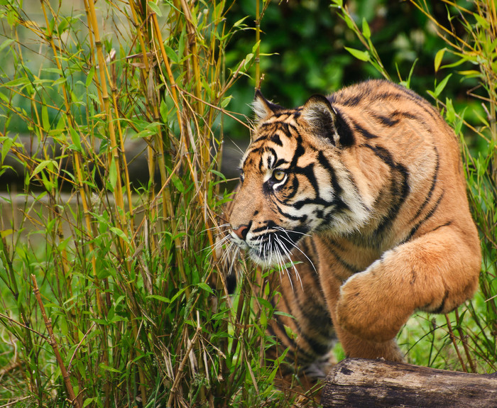 清新风漂亮的一只老虎摄影图