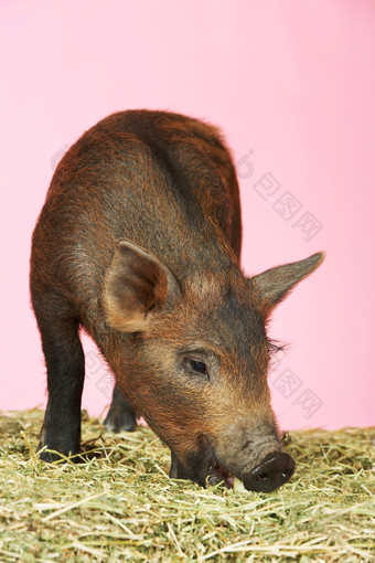 吃草的可爱野猪摄影图