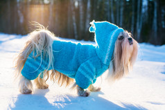 雪地上穿着衣服的宠物狗