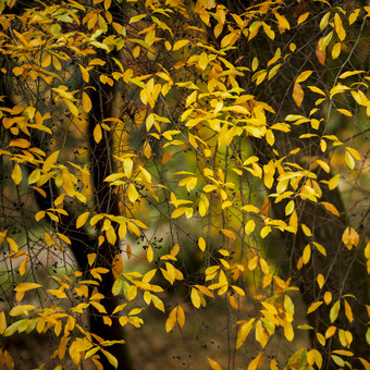 秋季<strong>黄色树叶</strong>摄影图