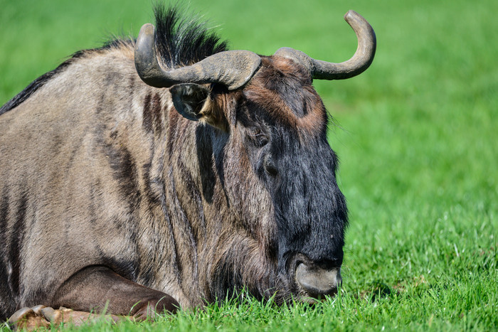 一头草坪上的犀牛