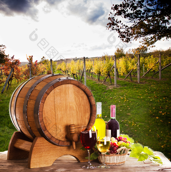 葡萄园中的酒桶和葡萄酒