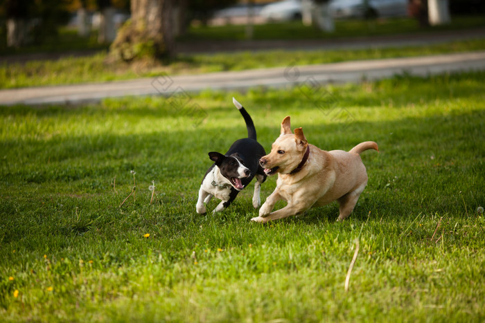 两只小狗草坪上玩耍