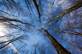 蓝天下的枯树树木
