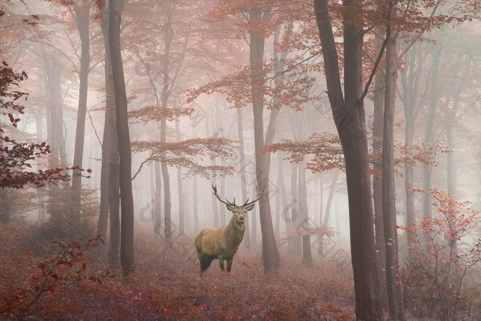 暗色调树下的鹿