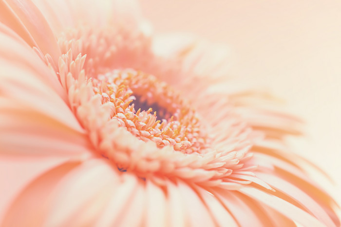 鲜艳的粉色鲜花摄影图