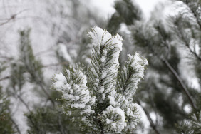 冬天绿植植物的白雪