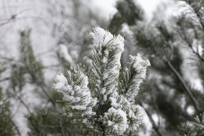 冬天绿植植物的白雪