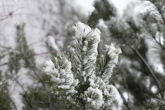 冬天绿植植物的白雪图片