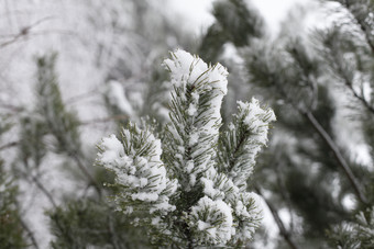 冬天<strong>绿植</strong>植物的白雪