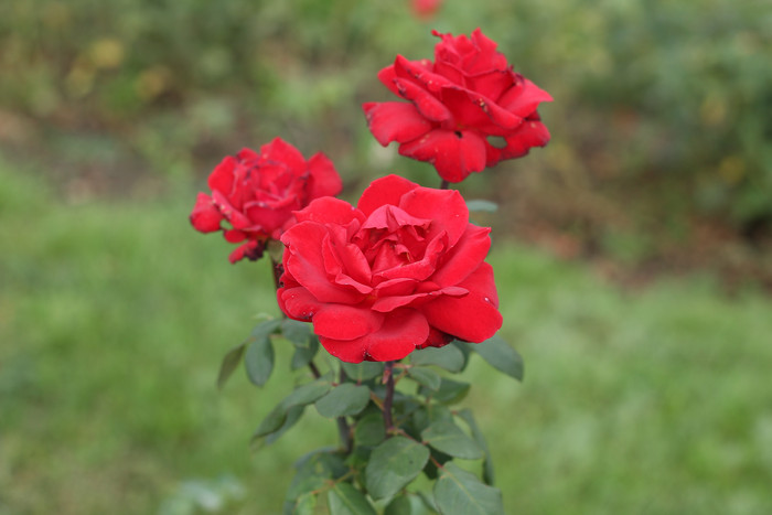 草原上的红色玫瑰花