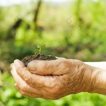 手捧着<strong>泥土</strong>上的植物