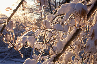 暗色调雪后树挂摄影图