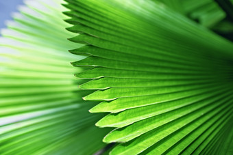 绿色调漂亮的大片叶子摄影图