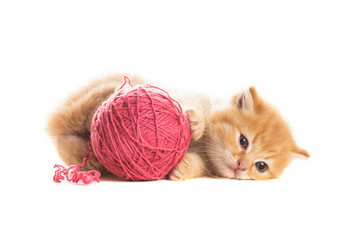 玩毛线的小猫摄影图