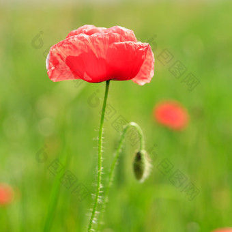 盛开的红色<strong>花朵</strong>植物