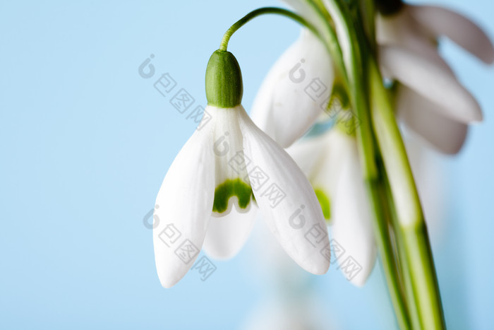 凋零的白色花卉雪片莲