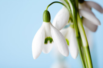 凋零的白色花卉雪片莲