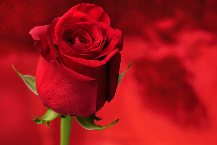 红色玫瑰花花卉摄影图