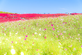 花海