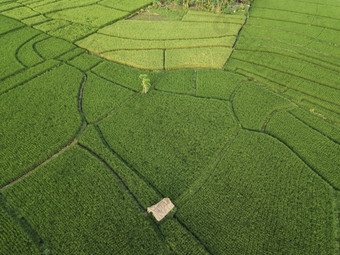 绿色调种植大片农田摄影图