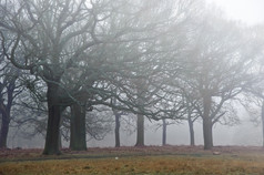 灰色秋天的树林摄影图