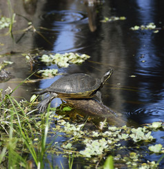 暗色水边的乌龟摄影图