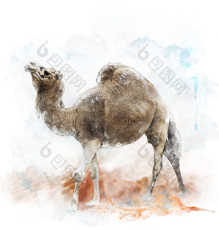 水彩风一只骆驼摄影图
