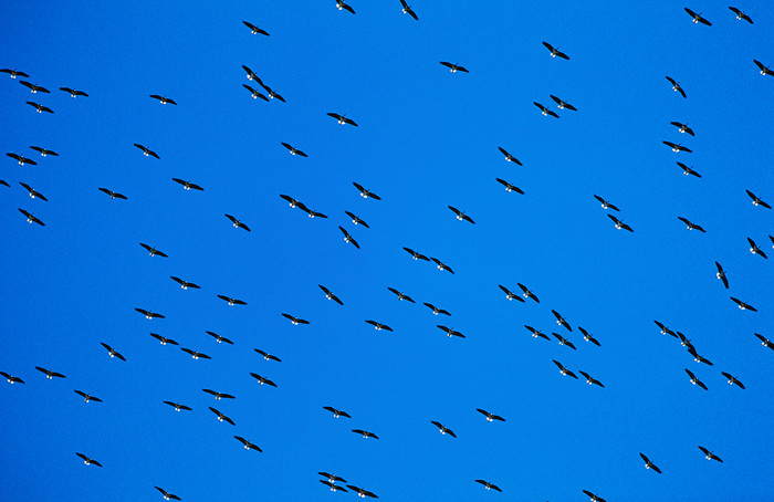 蓝色调空中的鸟群摄影图