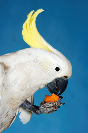 吃食的鹦鹉摄影图
