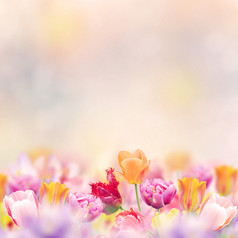 小清新美丽的花朵摄影图