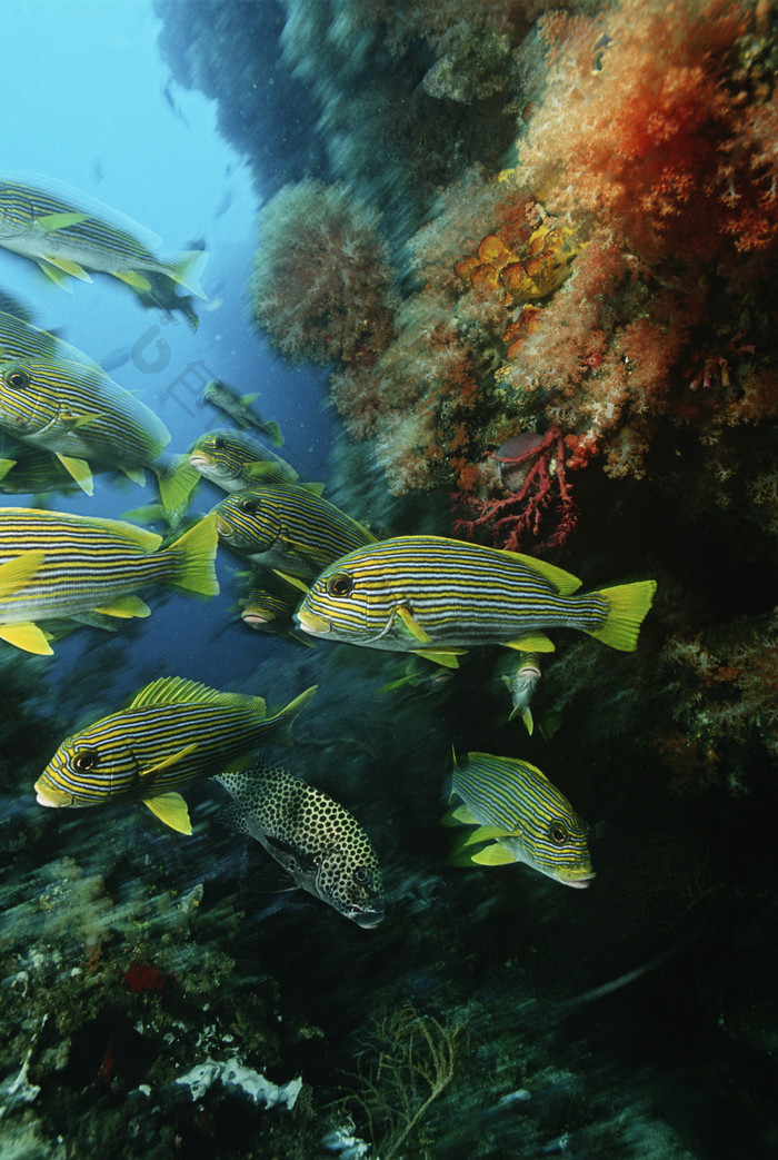 海底动物小鱼摄影图