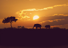 黄昏草原上的大象