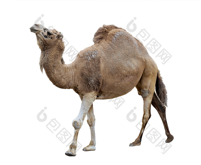 简约风骆驼摄影图