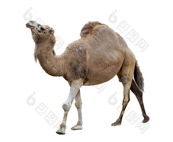 简约风骆驼摄影图