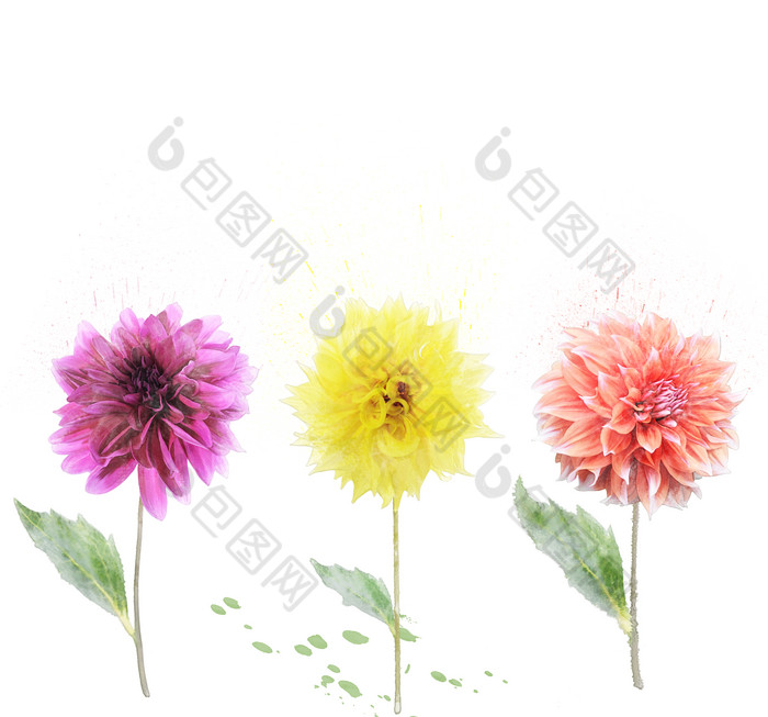 花朵花枝植物摄影图