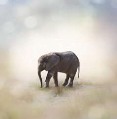 草原上的非洲象摄影图
