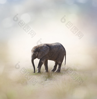 <strong>草原</strong>上的非洲象摄影图