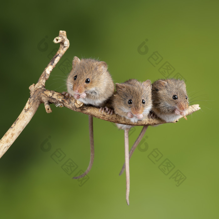 树枝上的三只老鼠摄影图
