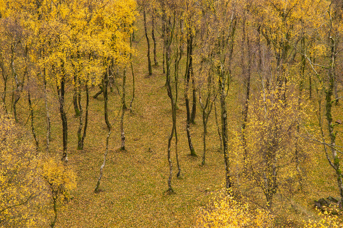 秋季黄色森林树干