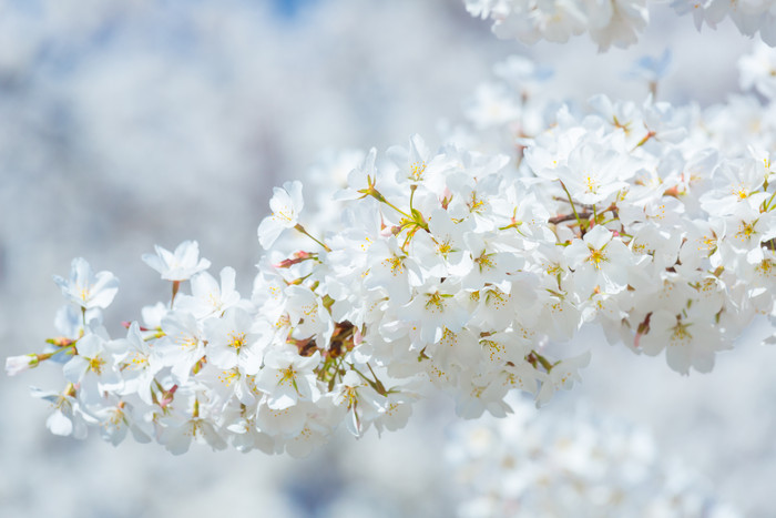春天盛开的梨花树