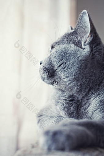 简约灰色的猫摄影图