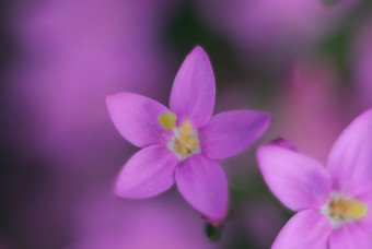 盛开的紫色小花摄影图