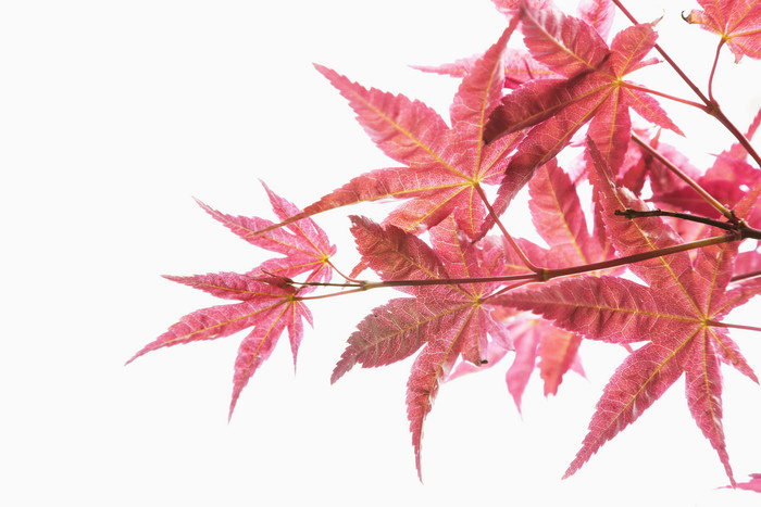 红色枫树树叶摄影图