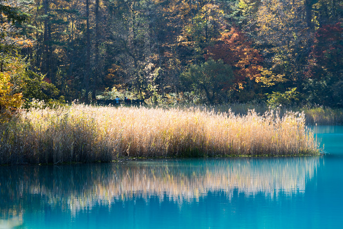 秋季凋落期河边芦苇丛自然风景旅游